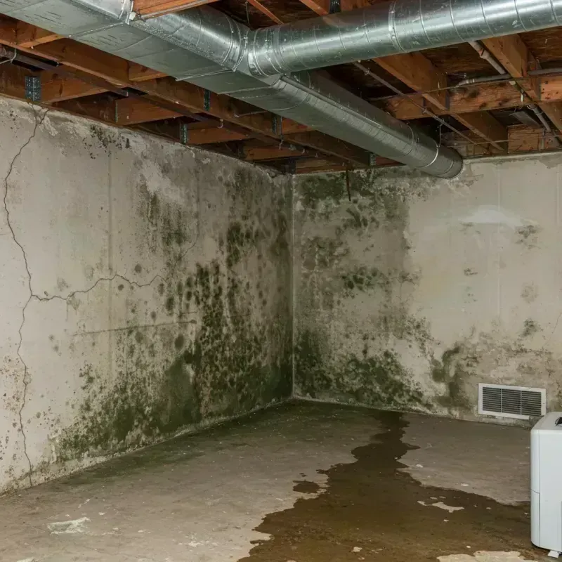 Professional Mold Removal in East Foothills, CA